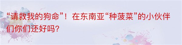 “请救我的狗命”！在东南亚“种菠菜”的小伙伴们你们还好吗？