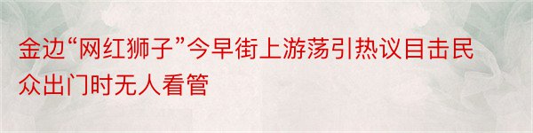 金边“网红狮子”今早街上游荡引热议目击民众出门时无人看管